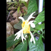 Pachystachys Lutea (fam. Acanthacees)(Perou) (09)